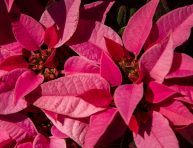 imagen Cómo salvar a tus poinsettias de la Navidad