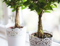 imagen Consejos para cultivar ficus en interior