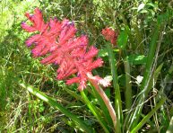 imagen Conoce la planta vaso o Aechmea distichantha