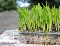 imagen Cultiva brotes tiernos o microgreens de maíz