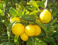 imagen 7 consejos para una abundante cosecha de limones Meyer