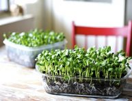 imagen Todo sobre el cultivo de brotes tiernos o microgreens