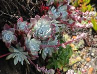 imagen Conoce la Dudleya farinosa