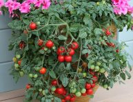 imagen 13 tips básicos para cultivar los mejores tomates en maceta