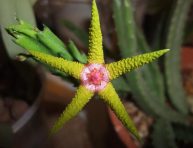 imagen Características y cultivo de la Stapelia flavopurpurea