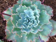 imagen Conoce la Echeveria ‘Lady Aquarius’