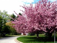 imagen Los mejores árboles para un jardín pequeño