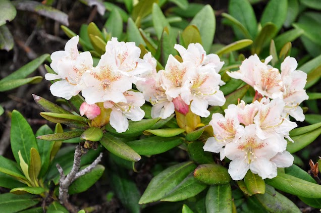 Las diferentes variedades de rododendros o azaleas