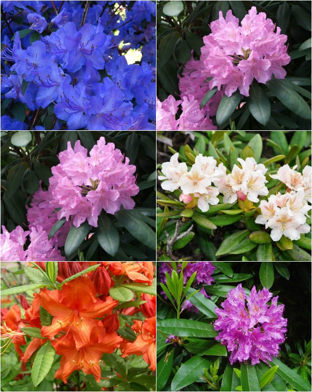 Las diferentes variedades de rododendros o azaleas