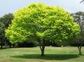 imagen 5 árboles de sombra de rápido crecimiento