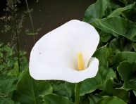 imagen Conozcamos un poco más a la Zantedeschia o lirio de agua