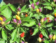 imagen Conozcamos el pimiento ornamental