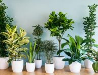 imagen Soluciones a problemas de las plantas de interior