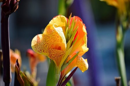 Cuidados De La Achira Canna Indica