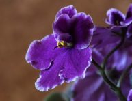 imagen Por qué las plantas necesitan un descanso invernal