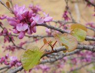 imagen Cuidados del árbol de Judea, árbol del Amor o Cercis