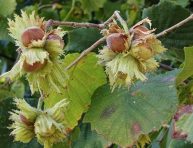 imagen Cuidados del avellano (Corylus)