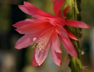 imagen Aporocactus: un cactus con flores increíbles