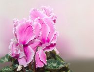 imagen Cyclamen o Violeta de los Alpes