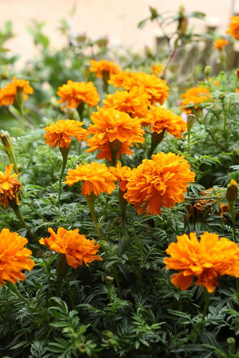 flores anuales y perennes