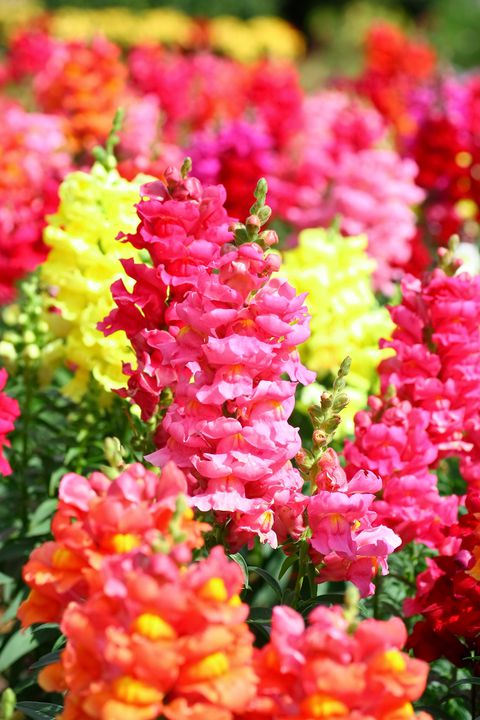 Las mejores 15 flores anuales para tu jardín