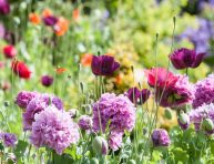 imagen 18 Plantas de flores para tu jardín