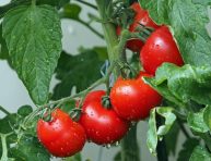 imagen Cómo cultivar tomates desde semillas