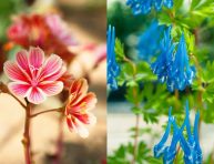 imagen 12 hermosas flores que te quitarán el aliento