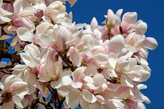 Details 191 imagen flor parecida a la magnolia