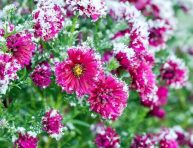 imagen Cuidados de las flores en invierno