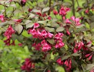 imagen Arbustos coloridos para resaltar la belleza de tu patio o jardín