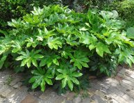 imagen Cómo cuidar la Aralia del Japón (Fatsia japonica)