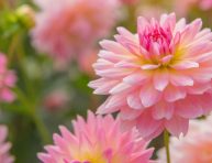 imagen Las 11 mejores flores de verano para tu jardín