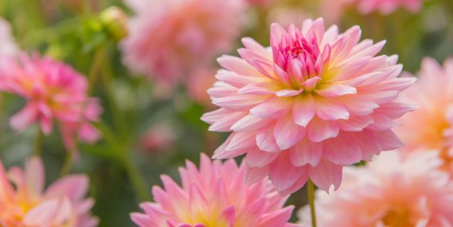 Las 11 mejores flores de verano para tu jardín