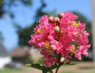 imagen Los peores 3 lugares para plantar mirto o arrayán