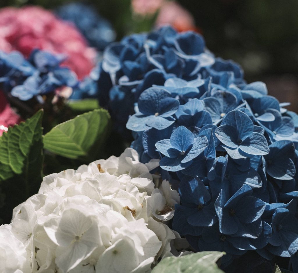16 ideas de jardines de hortensias de ensueño