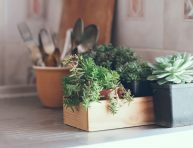 imagen Las mejores plantas para la cocina