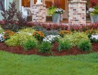 imagen Las mejores plantas grandes para el frente de tu casa