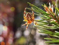 imagen Los beneficios de las arañas en el jardín