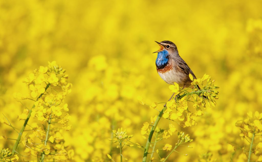 Plantas que atraen a los pájaros cantores