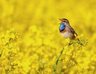 imagen Plantas que atraen a los pájaros cantores