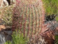 imagen Cactus con flores amarillas de poco mantenimiento