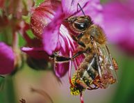 imagen Insectos beneficiosos para el jardín que amamos