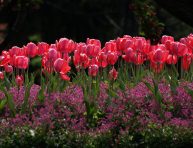 imagen Cómo planificar un hermoso jardín de flores