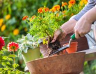 imagen ¿Pueden las plantas transmitirnos enfermedades?