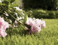 imagen Evita que las plantas maduras se vuelvan largas y débiles