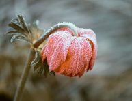 imagen Cómo realizar un buen mantenimiento del jardín en invierno