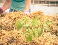 imagen ¿Qué puedo cultivar en pacas de paja?