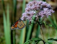 imagen Conoce la Eutrochium o Eupatorium