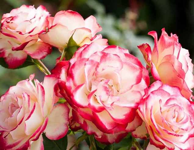 Diferentes tipos de rosas que deberías conocer - Parte II